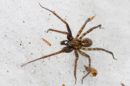 Tegenaria ferruginea  Rostrote Winkelspinne M8 2v