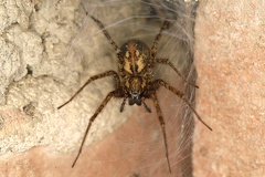 Tegenaria ferruginea  Rostrote Winkelspinne W1 3