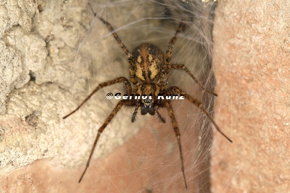 Tegenaria ferruginea  Rostrote Winkelspinne W1 3