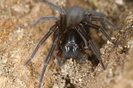 Amaurobiidae  Finsterspinne  indet  2 2