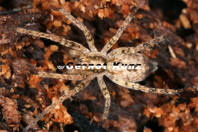 Anyphaena_accentuata__Zartspinne_M2_2.jpg