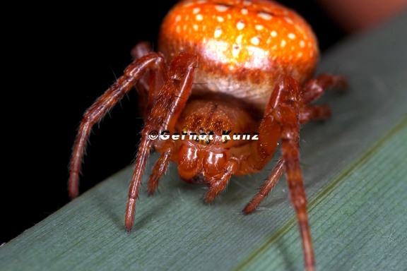 Araneus alsine  Orangerote Kreuzspinne W1 2