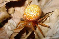 Araneus alsine  Orangerote Kreuzspinne W3 2