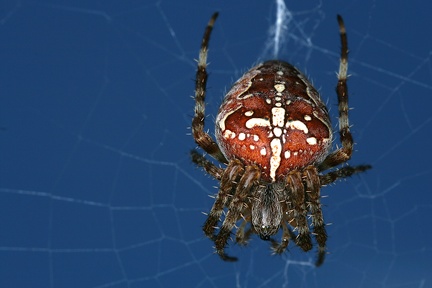 Araneus diadematus  Gartenkreuzspinne W1 2