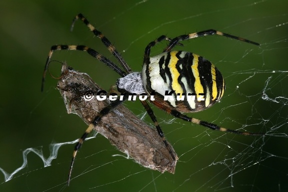 Argiope bruennichi  Wespen-  Zebraspinne 1 2