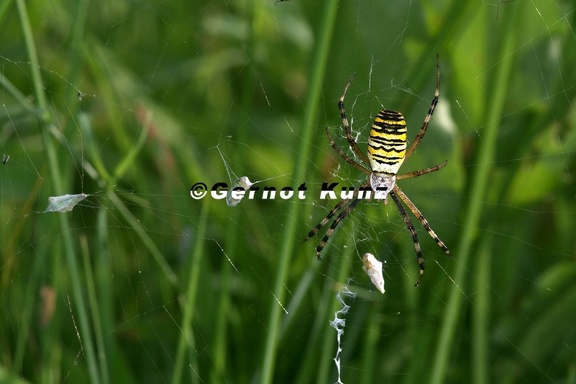 Argiope bruennichi  Wespen-  Zebraspinne 3 2