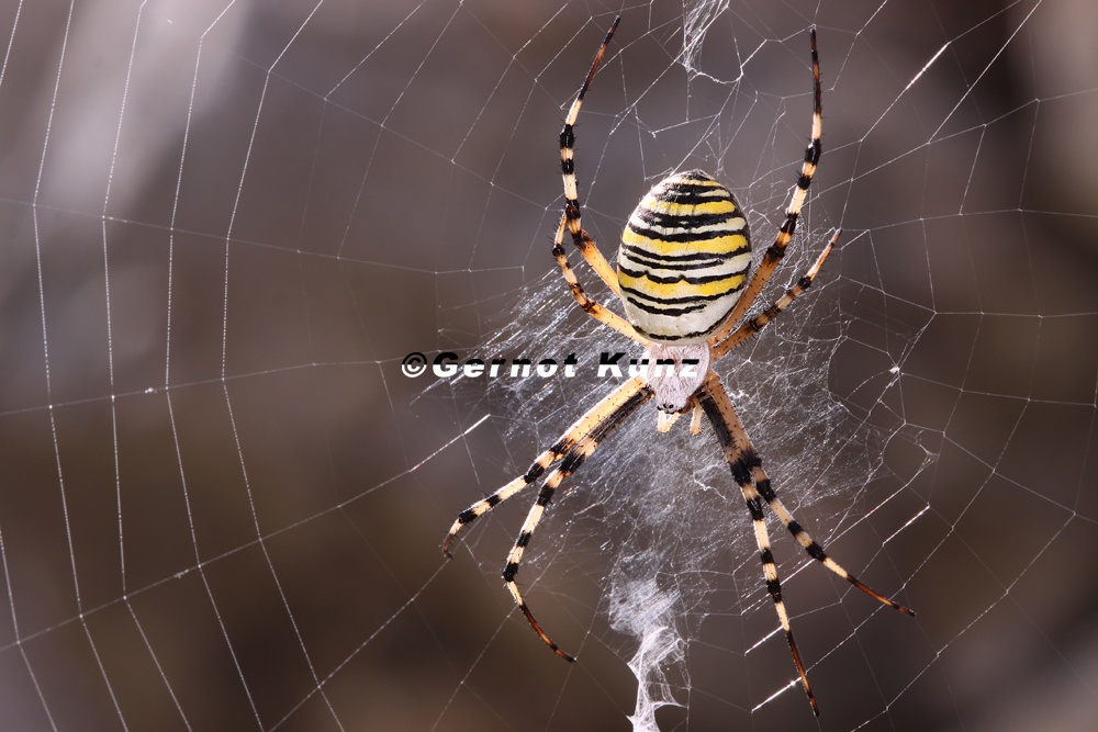 Argiope bruennichi  Wespen-  Zebraspinne 9 2