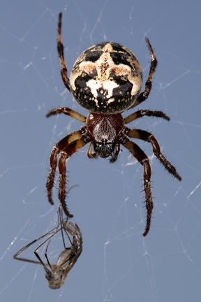 Larinoides cornutus  Schilfradspinne 1 2