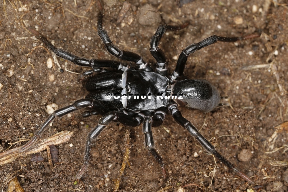 Atypus muralis  Mauer-Tapezierspinne 1 2