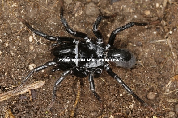 Atypus muralis  Mauer-Tapezierspinne 1 2