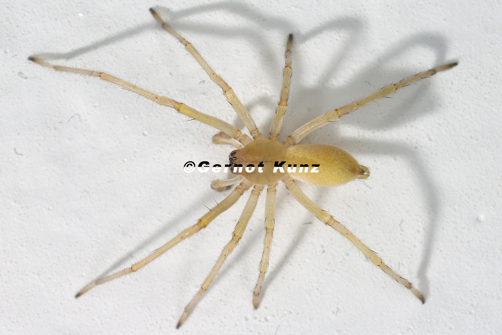 Cheiracanthium mildei  Mildeis Dornfingerspinne M1 2