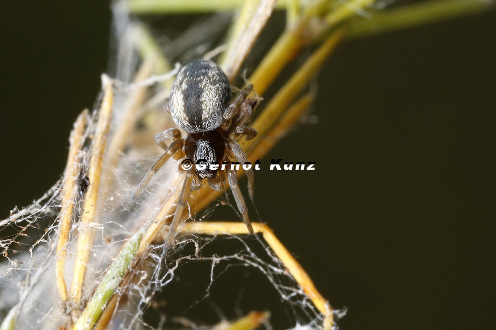 Dictyna cf  arundinacea MJuv  1 2
