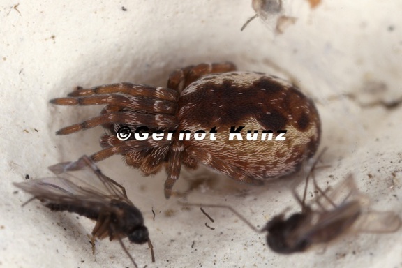 Dyctina civica  Mauerspinne 1 2v