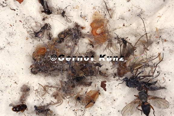 Dyctina civica  Mauerspinne 1 2v 001