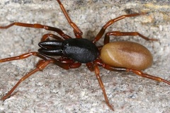 Dysderidae  Sechsaugenspinnen  Dysdera sp   Sechsaugenspinne 6 1v