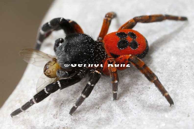 Eresus kollari Rote R hrenspinne 2 2 - Eresus_kollari__Rote_R__hrenspinne_2_2.jpg Eresus_kollari__Rote_R__hrenspinne_2_2.jpg