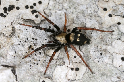 Callilepis schuszteri  Plattbauchspinne 3 2 001