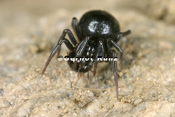 Erigoninae  Zwergspinne   Linyphiidae  Baldachspinnen   amp  Oribatidae1 1
