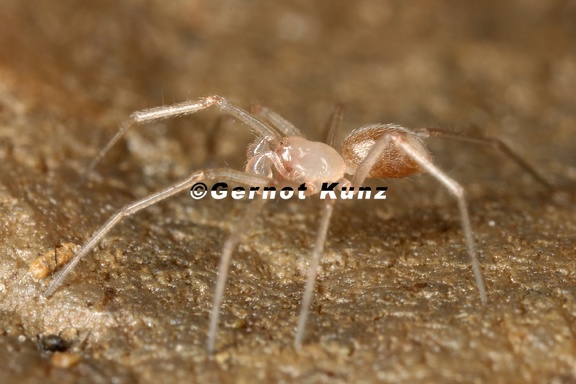 Erigoninae  Zwergspinne   Linyphiidae  Baldachspinnen  subad  M 7 2