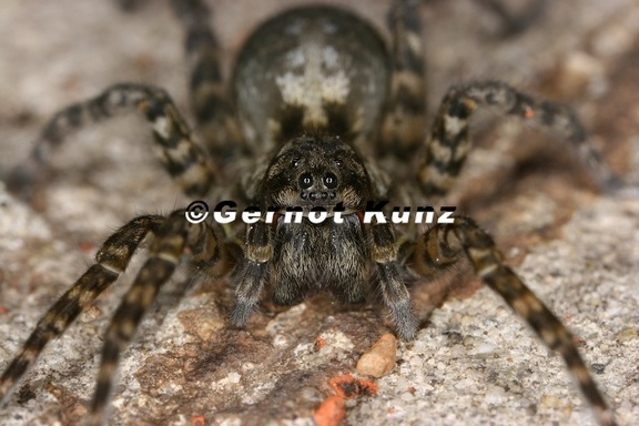 Arctosa maculata 15 2