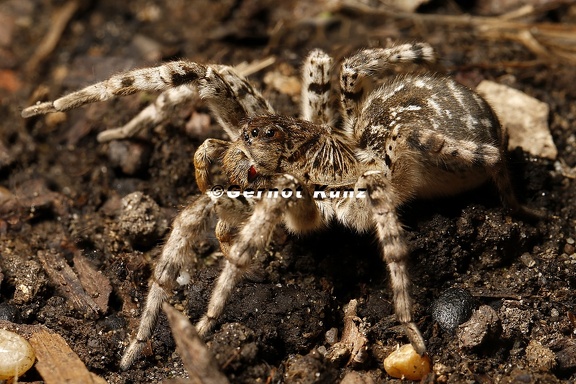 Lycosa singoriensis  S  drussische Tarantel 1 2