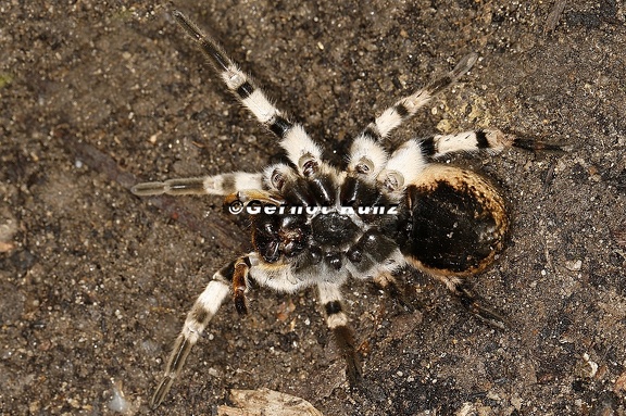 Lycosa singoriensis  S  drussische Tarantel 2 2