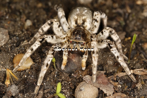 Lycosa singoriensis  S  drussische Tarantel 3 2