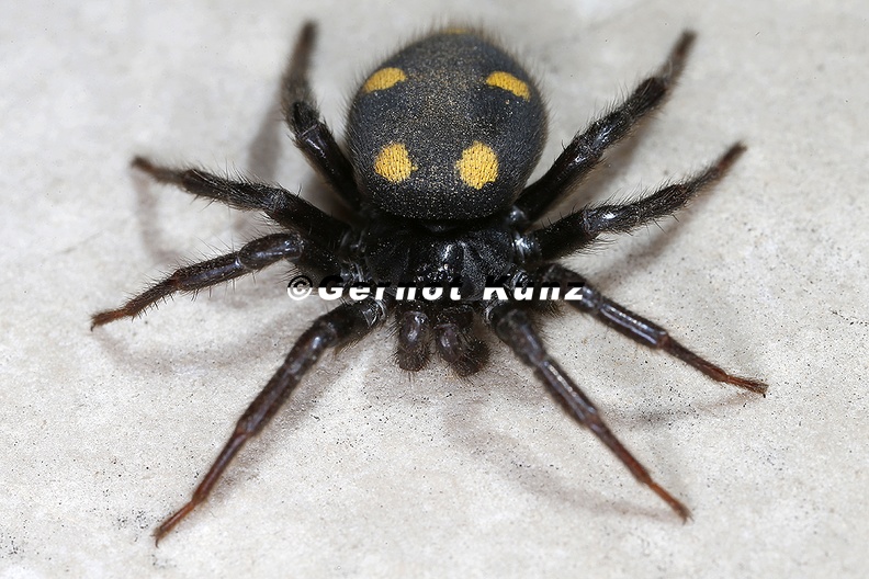 Uroctea durandi Zeltdachspinne 2 2 - Uroctea_durandi__Zeltdachspinne_2_2.jpg Uroctea_durandi__Zeltdachspinne_2_2.jpg