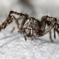 Oxyopes ramosus 3 2