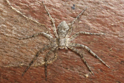 Philodromus margaritatus 1 2