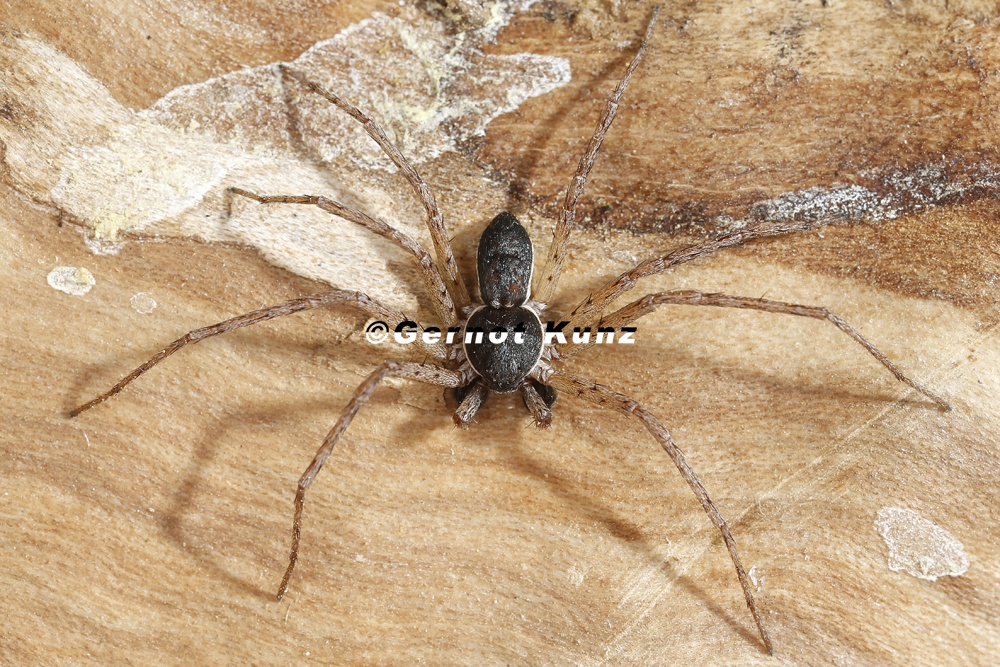 Philodromus sp  M5 2