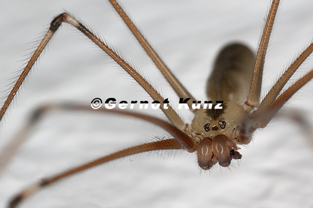 Pholcus phalangioides Gro e Zitterspinne M5 2v - Pholcus_phalangioides__Gro__e_Zitterspinne_M5_2v.jpg Pholcus_phalangioides__Gro__e_Zitterspinne_M5_2v.jpg