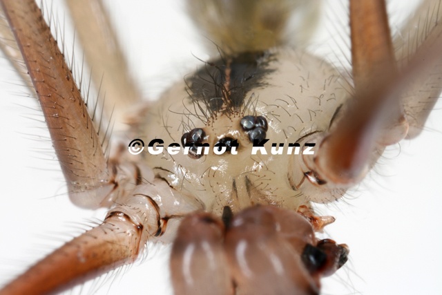 Pholcus phalangoides Gro e Zitterspinne M35 2v 001 - Pholcus_phalangoides__Gro__e_Zitterspinne_M35_2v_001.jpg Pholcus_phalangoides__Gro__e_Zitterspinne_M35_2v_001.jpg