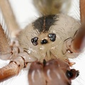 Pholcus phalangoides  Gro  e Zitterspinne M35 2v 001