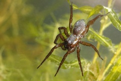 Dolomedes  1 3v