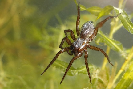 Dolomedes  1 3v