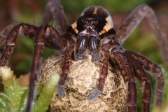 Dolomedes fimbriatus  Gerandete Jagdspinne W1 2v