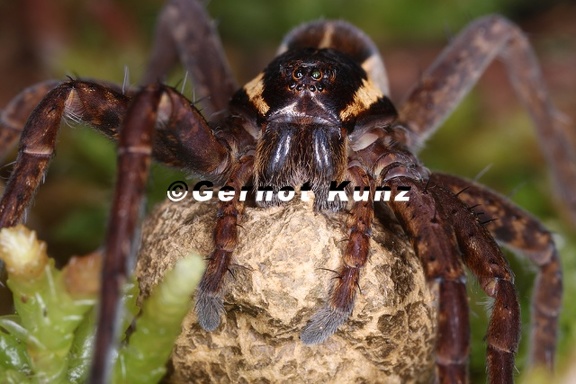 Dolomedes fimbriatus  Gerandete Jagdspinne W1 2v