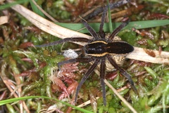 Dolomedes fimbriatus  Gerandete Jagdspinne W3 2v