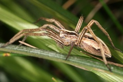 Pisaura mirabilis  Listspinne 1 2v