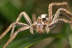 Pisaura mirabilis  Listspinne 3 2v