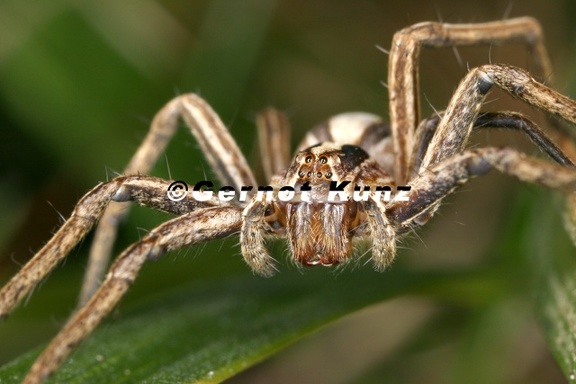 Pisaura mirabilis  Listspinne 3 2v