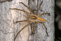Pisaura mirabilis  Listspinne W1 2v