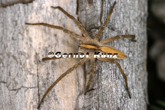 Pisaura mirabilis  Listspinne W1 2v