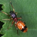 Myrmarachne formicaria  Ameisenspringspinne 1 2v