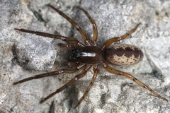 Segestra senoculata W1 2v
