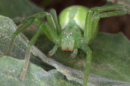 Micrommata virescens  Gr  ne Huschspinne W1 2v