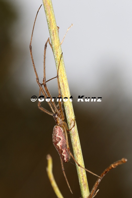 Tetragnatha obtusa W1 2v
