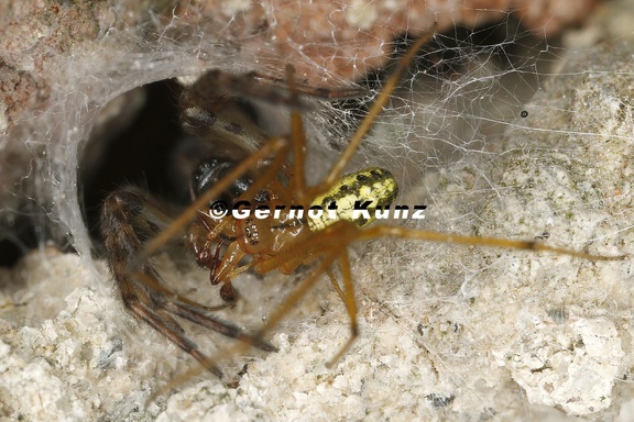Enoplognatha cf  ovata  Rotgestreifte Kugelspinne  von Agelenidae  Trichternetzspinne  erbeutet 1 2