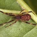 Episinus angulatus 1 2
